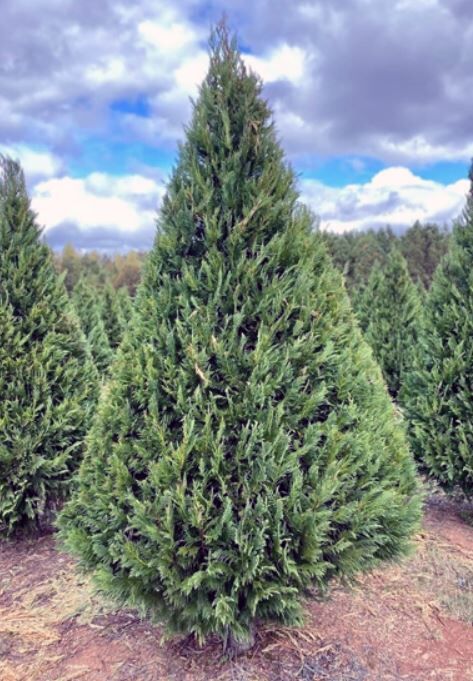 Leyland cypress on Penland Christmas Tree Farm